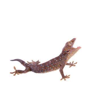 Tokay Gecko isolated on white background