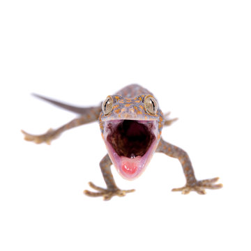 Tokay Gecko isolated on white background