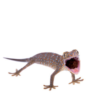 Tokay Gecko isolated on white background
