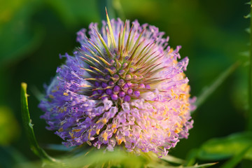 dright thistle flower