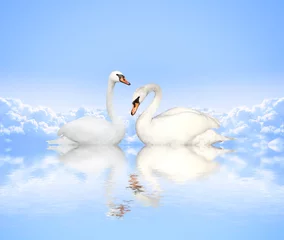Acrylic prints Swan Mute swan on blue water