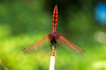 Portrait of dragonfly - Crimson Dropwing (female)
