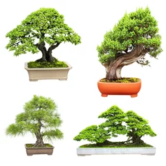 Rolgordijnen Set van bonsai © frenta