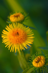 bright yellow daisies