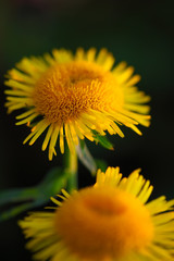 bright yellow daisies