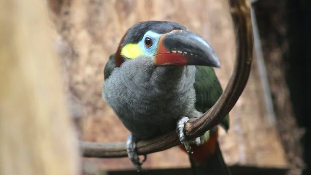 The Guianan toucanet