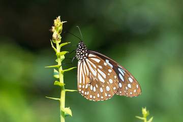Blue Tiger drinking on plant