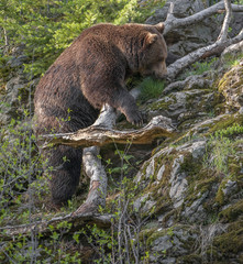 brown bear