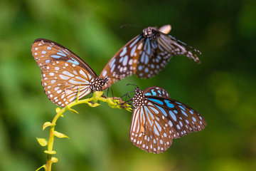 Two Blue Tiger drinking on plant