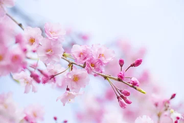Zelfklevend Fotobehang Kersenbloesem 枝垂れ桜