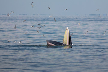 Naklejka premium The Bryde's Whale.