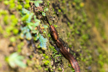 Violet-sanded snake - moving up and sticking out tongue