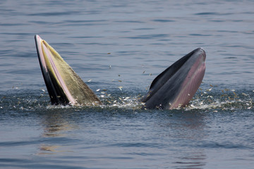 Fototapeta premium The Bryde's Whale.