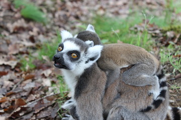 Maman et bébé lémuriens