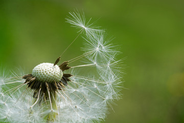dandelion, closeup  against  green background