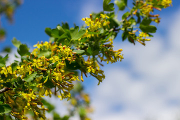 bush with yellow flowers background