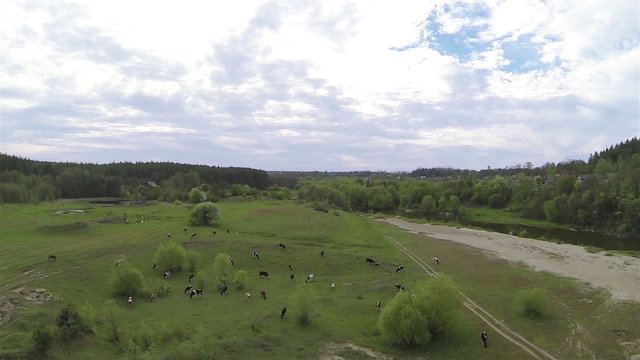 
Herd of , cows from height. Aerial  
