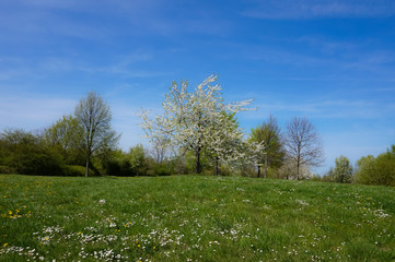 Frühlingswiese und blauer himmel