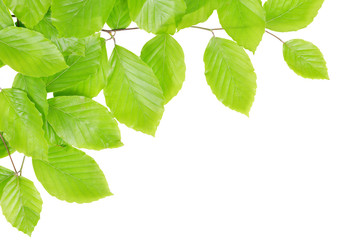Spring Beech branch with green leaves isolated