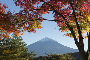 Maple leaves change to autumn color at Mt.Fuji, Japan