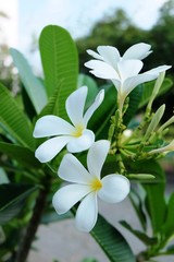 Beautiful White Flowers Of Plumeria tree