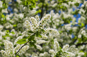 Bird cherry blossom with white petals and yellow stamens