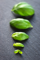 Fresh basil leaves 