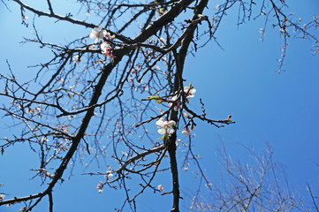 Цветущая абрикоса