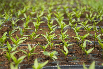 Fresh peppers seedlings in a greenhouse