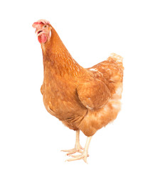 full body of brown chicken hen standing isolated white backgroun