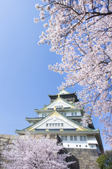 Fototapeta premium 桜と春の大阪城