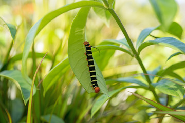 Raupe, Pseudosphinx tetrio