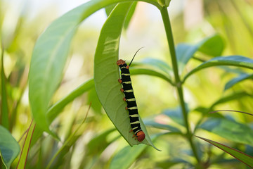 Raupe, Pseudosphinx tetrio