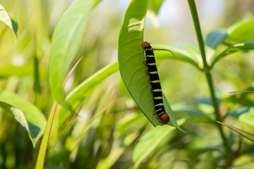 Raupe, Pseudosphinx tetrio