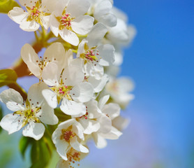 Flowers bloom on a branch of pear against blue sky