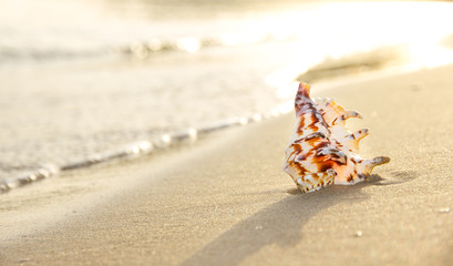 Macro photo of sea shell on sandy beach