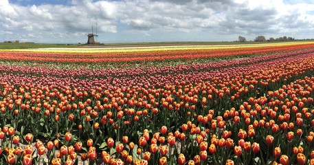 Tulip cultivation with a wind mill