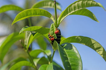 Zwei Raupen, Pseudosphinx tetrio