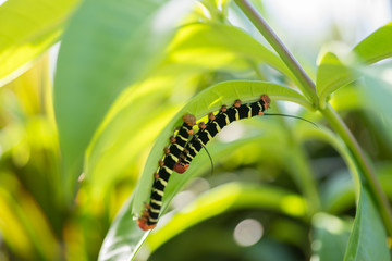 Zwei Raupen, Pseudosphinx tetrio