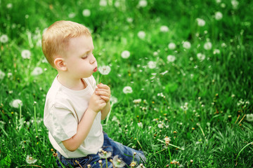 Adorable little boy blowing on a dandelion on a green spring mea