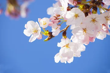 Foto auf Leinwand 青空と桜 © tsuppyinny