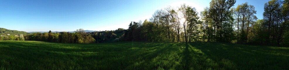 Fresh green meadow, sunrays protruding through the treetops