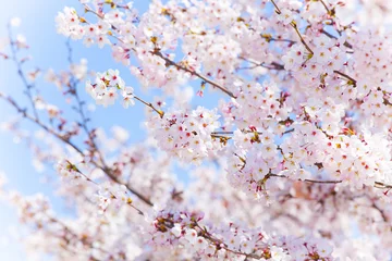 Gordijnen Blauwe lucht en kersenbloesems © tsuppyinny