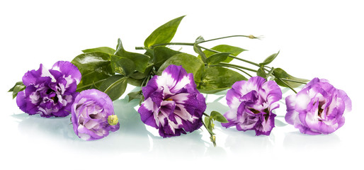 Beautiful Purple flowers
