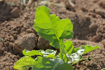 Sugar Beet