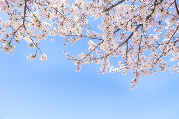 青空と桜