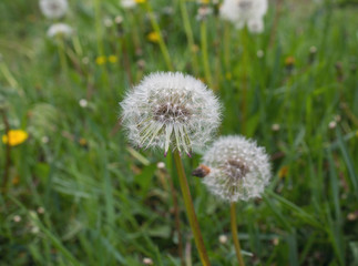 Fluffy white dandelions on a meadow