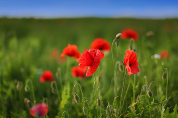 red poppies in the field