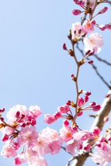 青空と枝垂れ桜