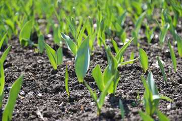 Harvest of tulips